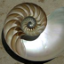 Australian Mother of Pearl Co. Pty Ltd